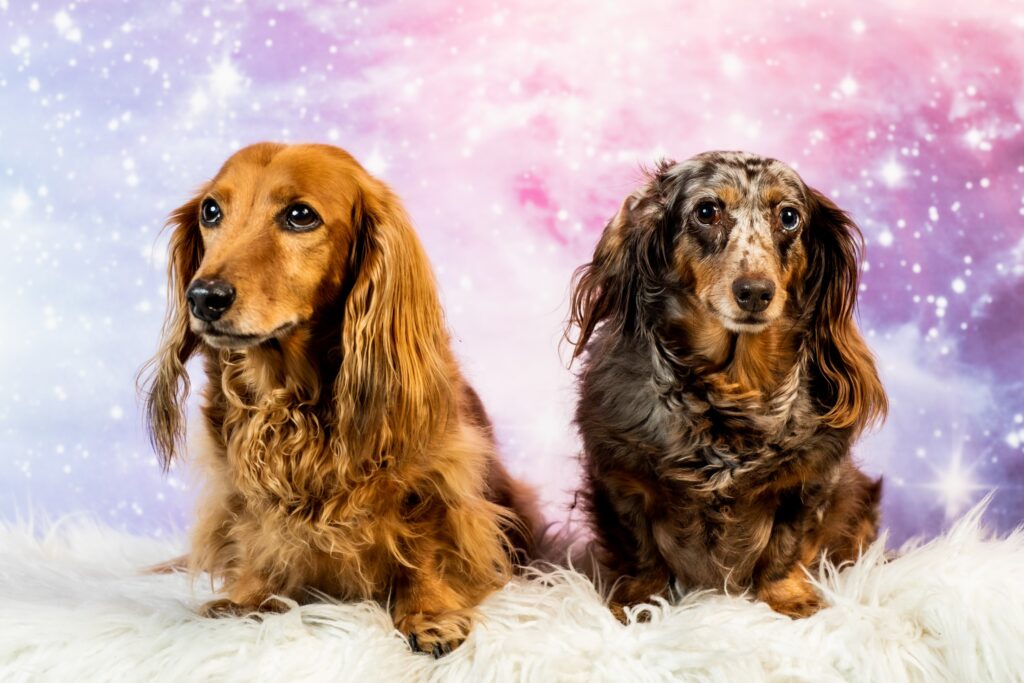 A picture of two dachshunds